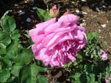 Rose Paull`s Early Blush_1893 ���