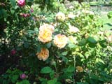 Rose Soleil d` Or_1900 ���
