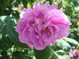 Rose Tour de Malakoff_1856 ���