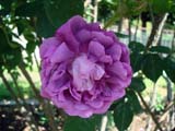 Rose William Lobb_1855 ���