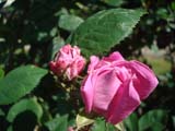 Rose Zenobia_1892 ���