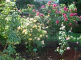 �� �������� ����� Rose Soleil d'Or