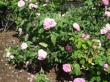Rose Comte de Chambord_1860 ���