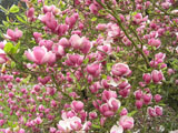 �������� ������� Rustica Rubra