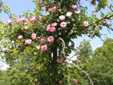 Baronne Edmond de Rothschild (Meilland)_1974 ���_France