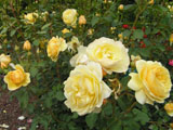 Golden Elegance (Wagner)_2000 ���_Romania