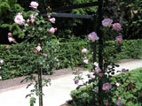 ��������� ���� Hagoromo (Keisei Rose Nursery)_1970 ���