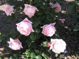 ��������� ���� Hagoromo (Keisei Rose Nursery)_1970 ���