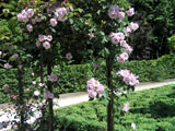 ��������� ���� Tasogare (Inoue)_2001 ���