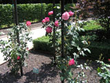 ��������� ���� Seika (syn. Olimpic Torch)_Keisei Rose Nursery_ 1985 ���