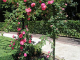 ��������� ���� Harukaze (Keisei Rose Nursery)_1985 ���