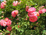 ��������� ���� Harukaze (Keisei Rose Nursery)_1985 ���
