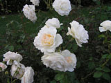 Poustinia (Orye)_1994 ���_Belgium