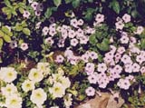 ������� ������ TIDAL WAVE SILVER � PRISM SUNSHINE