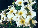 ������� ����� Prism Sunshine (����� ��� ���/Floranova)