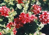������� ����� Cherry Tart (����� Johnsons Seeds)