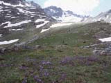������� ��������_2600m_Campanula sp