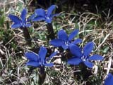 Gentiana pontica