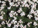 Androsace villosa ssp