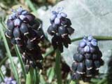 Muscari sp